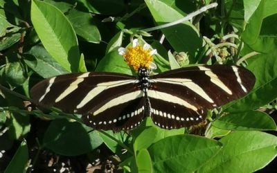 Mariposas diurnas en El Cuyo (superfamilia papilonoidea)