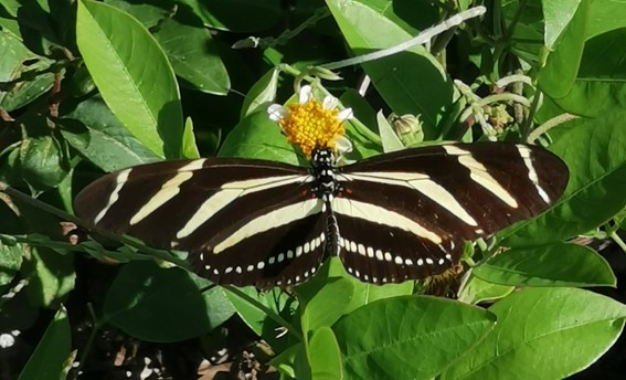 MARIPOSAS DIURNAS EN EL CUYO (SUPERFAMILIA PAPILIONOIDEA)