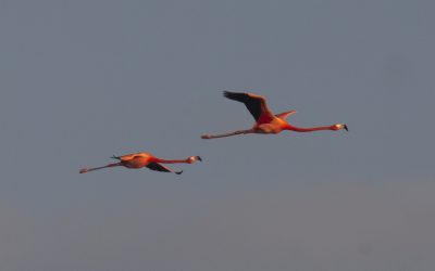 Reserva de la biosfera de Ria Lagartos: hablemos de los flamencos