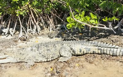 Rreserva de la Biosfera de Ria Lagartos:  ¡COCODRILOS!