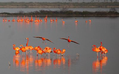Reserva de la biosfera de Ría Lagartos, un lugar extraordinario para la observación de fauna y flora salvaje.