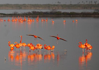 flamenco reserva biosfera ria lagartos