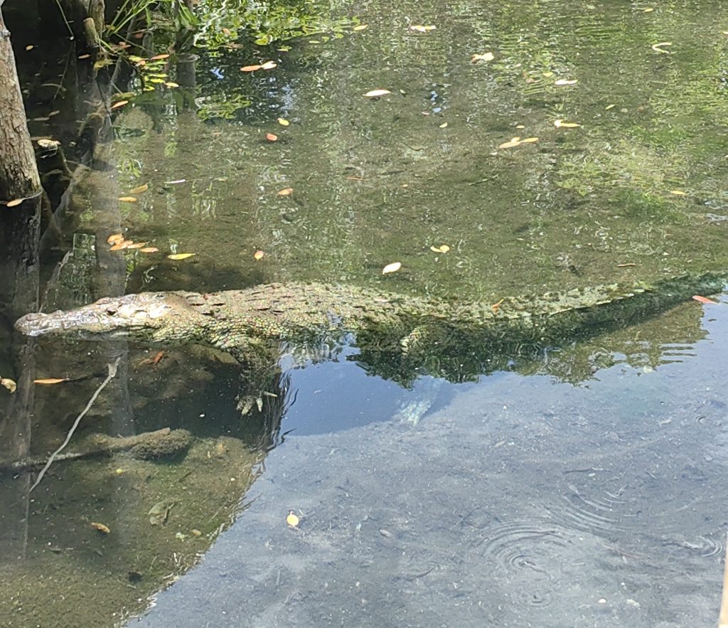 reserva biosfera ria lagartos