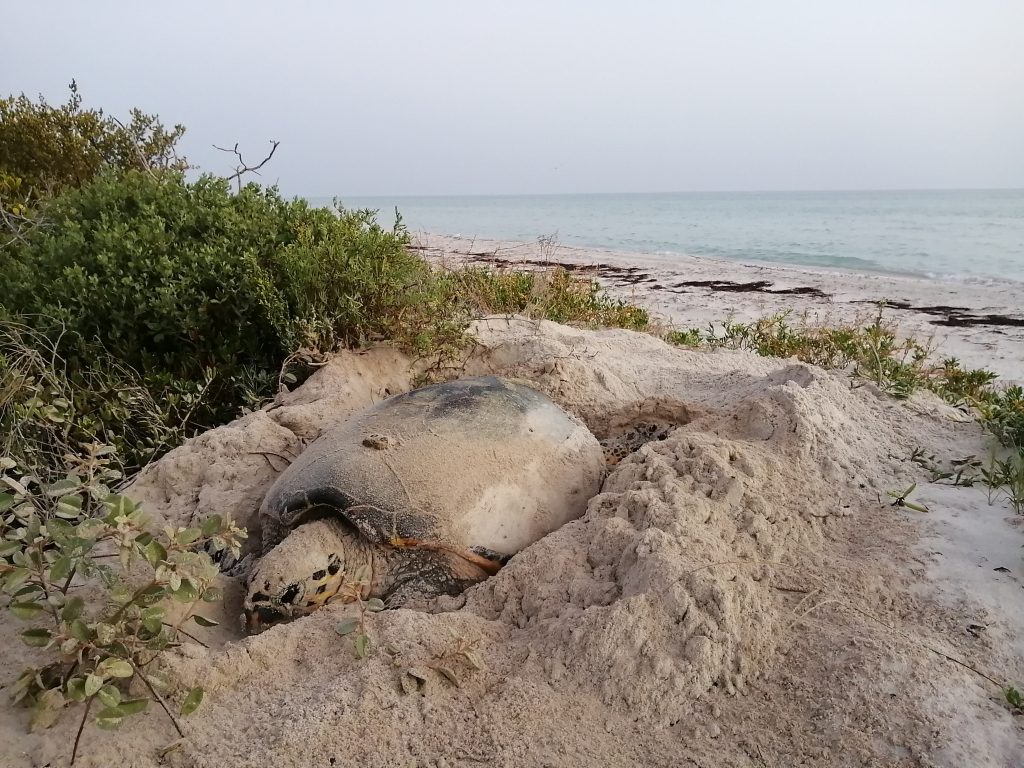 tortuga reserva biosfera ria lagartos