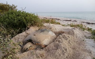 Reserca Biosfera Ria Lagartos: Tortugas marinas