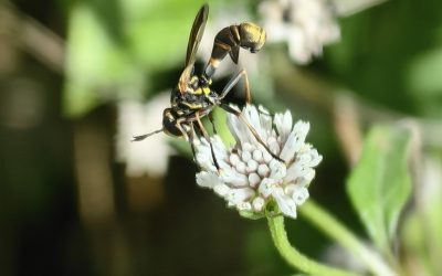 Physoconops connectens, una especie exclusiva de la Reserva de la Biosfera de Ria Lagartos