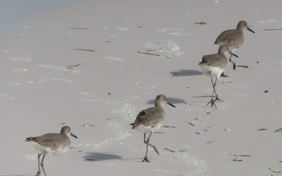 Aves de Ría Lagartos: la playa es de los playeros (y también de los chorlos)