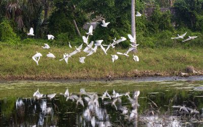 Garzas en la Reserva Biosfera Ría Lagartos