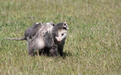 Marsupiales en la Península de Yucatán