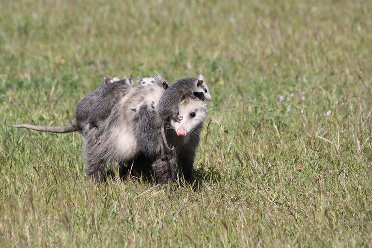 MARSUPIALES EN LA PENÍNSULA DE YUCATÁN