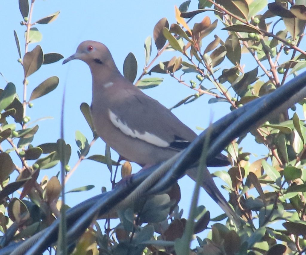 OBSERVANDO AVES DESDE CAN COCAL