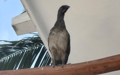 OBSERVANDO AVES DESDE CAN COCAL