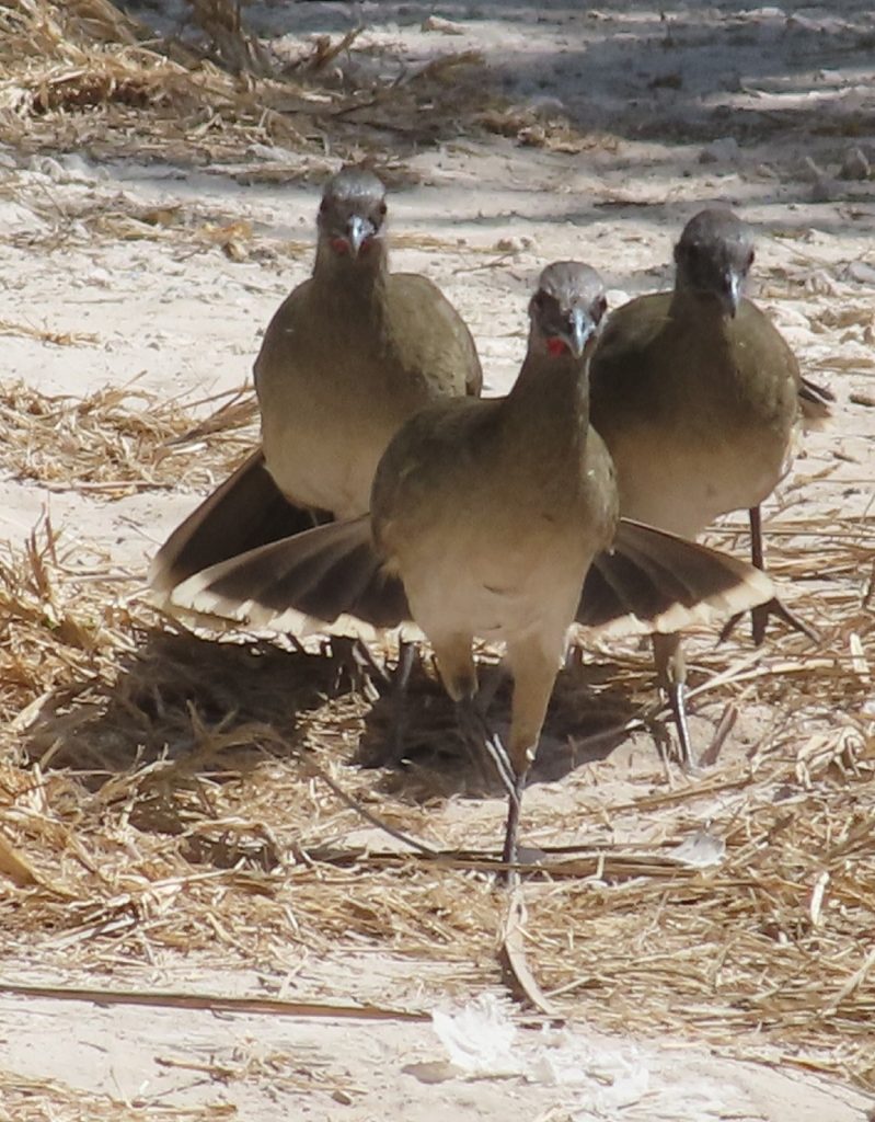 OBSERVANDO AVES DESDE CAN COCAL
