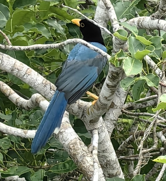 OBSERVANDO AVES DESDE CAN COCAL