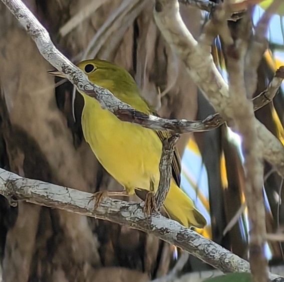 OBSERVANDO AVES DESDE CAN COCAL