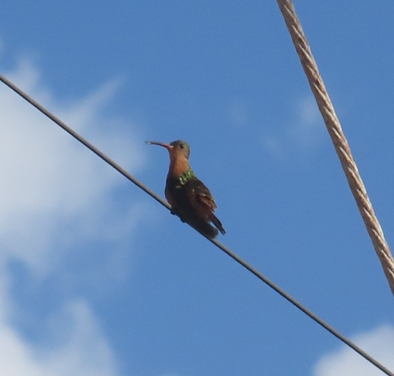 OBSERVANDO AVES DESDE CAN COCAL