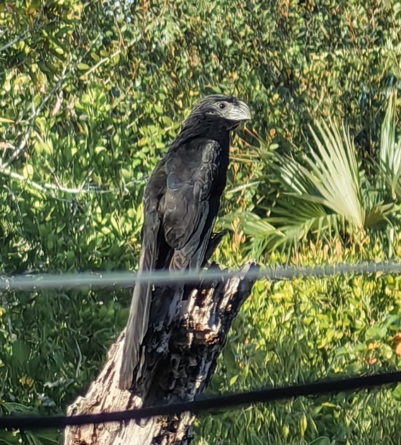 OBSERVANDO AVES DESDE CAN COCAL