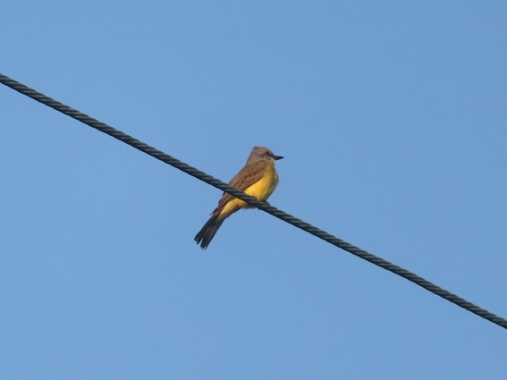 OBSERVANDO AVES DESDE CAN COCAL