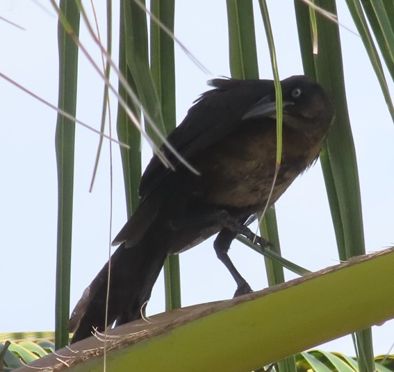 OBSERVANDO AVES DESDE CAN COCAL