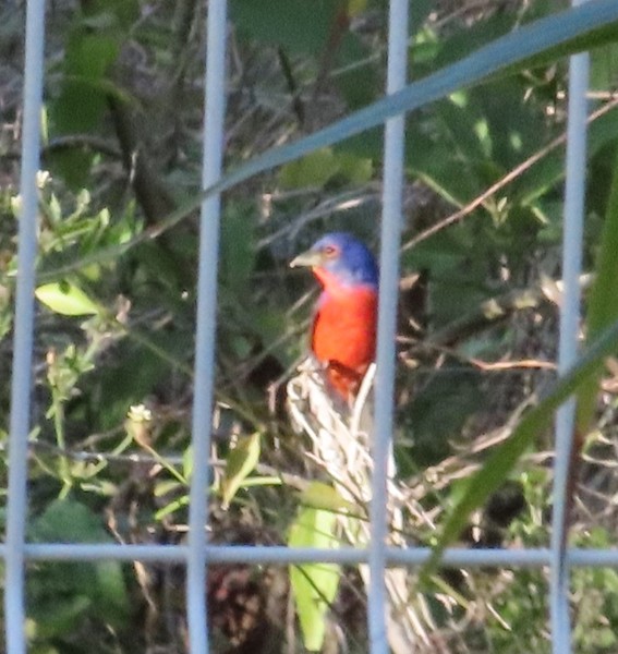OBSERVANDO AVES DESDE CAN COCAL